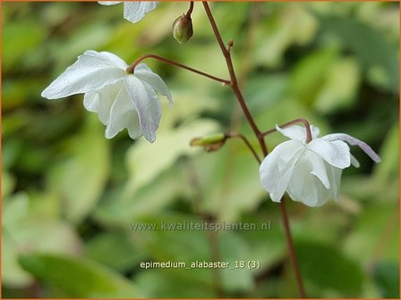 Epimedium &#039;Alabaster&#039; | Elfenbloem | Elfenblume