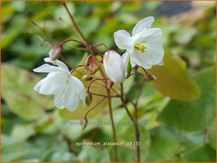 Epimedium &#039;Alabaster&#039; | Elfenbloem | Elfenblume