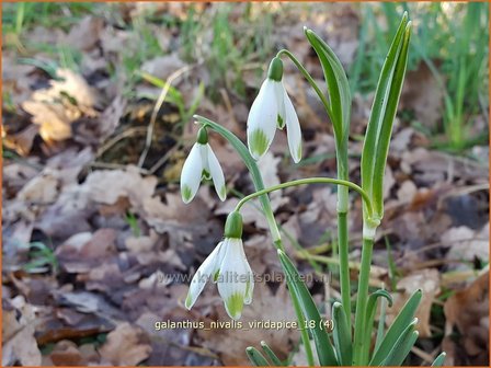 Galanthus nivalis &#039;Viridapice&#039; | Gewoon sneeuwklokje, Sneeuwklokje | Kleines Schneegl&ouml;ckchen | Common Snowdrop