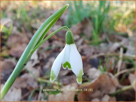 Galanthus nivalis &#039;Viridapice&#039; | Gewoon sneeuwklokje, Sneeuwklokje | Kleines Schneegl&ouml;ckchen | Common Snowdrop