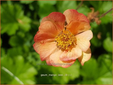 Geum &#039;Mango Lassi&#039; | Nagelkruid | Nelkenwurz