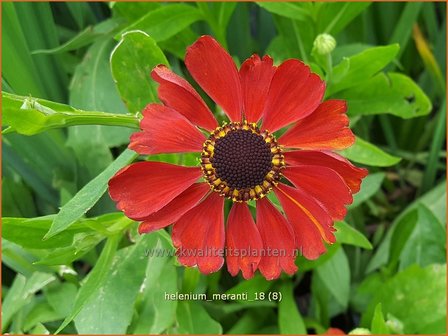 Helenium &#039;Meranti&#039; | Zonnekruid | Sonnenbraut