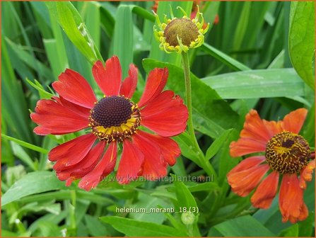 Helenium &#039;Meranti&#039; | Zonnekruid | Sonnenbraut