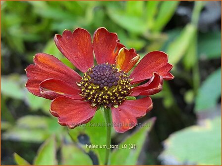 Helenium &#039;Tom&#039; | Zonnekruid | Sonnenbraut