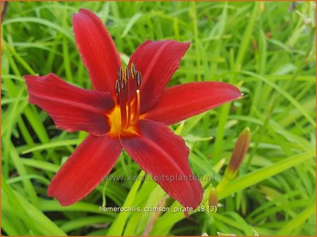 Hemerocallis &#039;Crimson Pirate&#039; | Daglelie | Taglilie