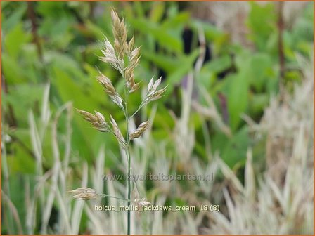 Holcus mollis &#039;Jackdaw&#039;s Cream&#039; | Bonte gladde witbol, Witbol | Weiches Honiggras