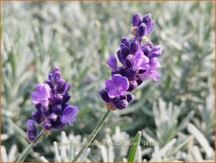 Lavandula angustifolia &#039;Twickel Purple&#039; | Gewone lavendel, Echte lavendel, Lavendel | Echter Lavendel