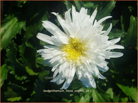 Leucanthemum &#039;Fiona Coghill&#039; | Margriet | Grossblumige Margerite