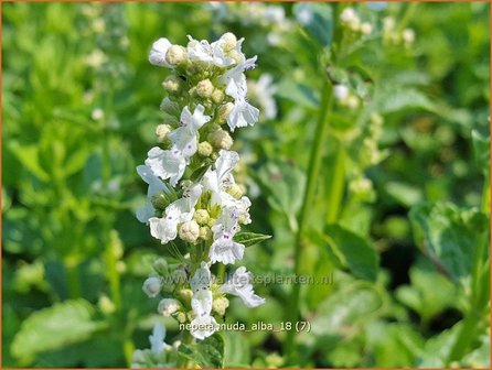 Nepeta nuda &#039;Alba&#039; | Kattenkruid | Kahle Katzenminze