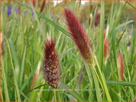 Pennisetum massaicum &#039;Red Buttons&#039; | Lampenpoetsersgras, Borstelveergras | Federborstengras