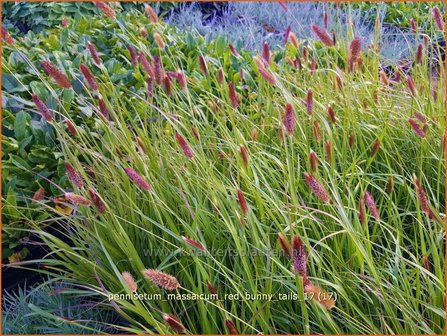 Pennisetum massaicum &#039;Red Buttons&#039; | Lampenpoetsersgras, Borstelveergras | Federborstengras