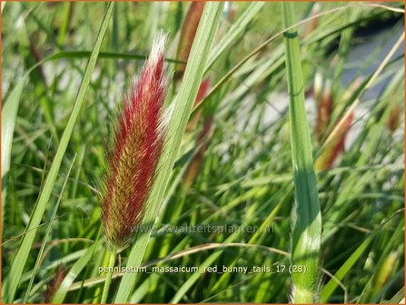 Pennisetum massaicum &#039;Red Buttons&#039; | Lampenpoetsersgras, Borstelveergras | Federborstengras