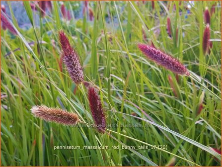 Pennisetum massaicum &#039;Red Buttons&#039; | Lampenpoetsersgras, Borstelveergras | Federborstengras