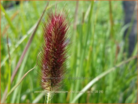 Pennisetum massaicum &#039;Red Buttons&#039; | Lampenpoetsersgras, Borstelveergras | Federborstengras