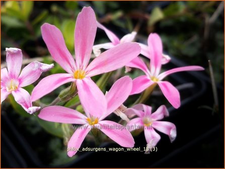 Phlox adsurgens &#039;Wagon Wheel&#039; | Kruipphlox, Vlambloem, Flox, Floks | Polsterphlox