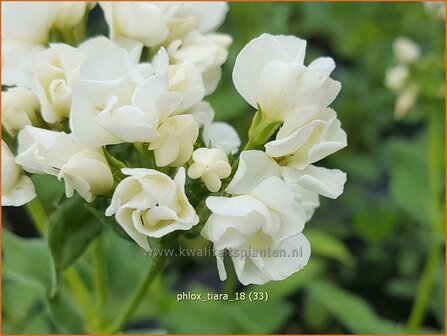 Phlox &#039;Tiara&#039; | Hoge vlambloem, Vlambloem, Flox, Floks | Hohe Flammenblume