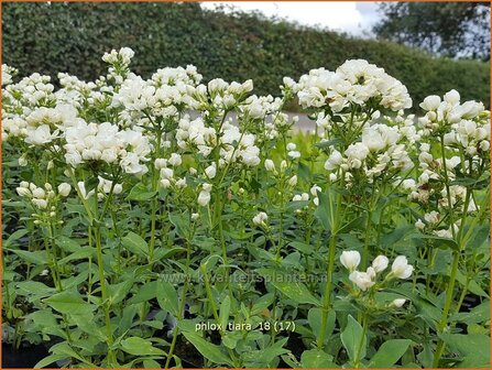 Phlox &#039;Tiara&#039; | Hoge vlambloem, Vlambloem, Flox, Floks | Hohe Flammenblume