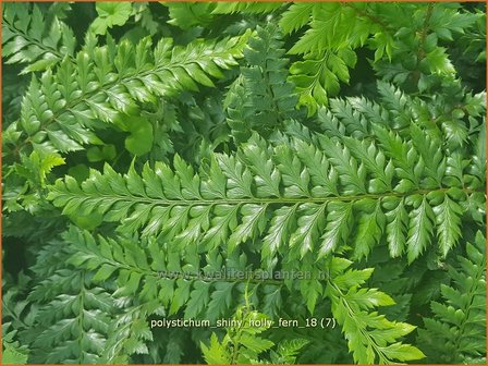 Polystichum &#039;Shiny Holly Fern&#039; | Naaldvaren | Schildfarn