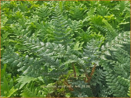 Polystichum &#039;Shiny Holly Fern&#039; | Naaldvaren | Schildfarn