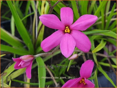 Rhodoxis &#039;Ruby Giant&#039; | Rapsterretje, Sterretjesgras | Grasstern