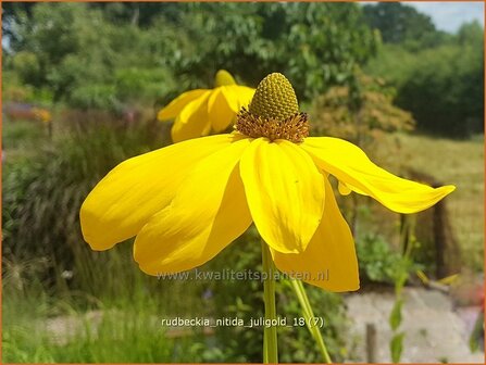 Rudbeckia nitida &#039;Juligold&#039; | Zonnehoed | Fallschirm-Sonnenhut