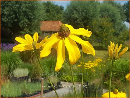 Rudbeckia nitida &#039;Juligold&#039; | Zonnehoed | Fallschirm-Sonnenhut