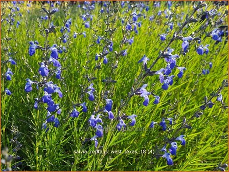 Salvia reptans &#039;West Texas&#039; | Salie, Salvia | Salbei