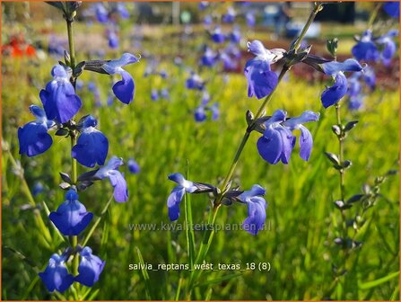 Salvia reptans &#039;West Texas&#039; | Salie, Salvia | Salbei