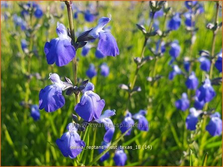 Salvia reptans &#039;West Texas&#039; | Salie, Salvia | Salbei