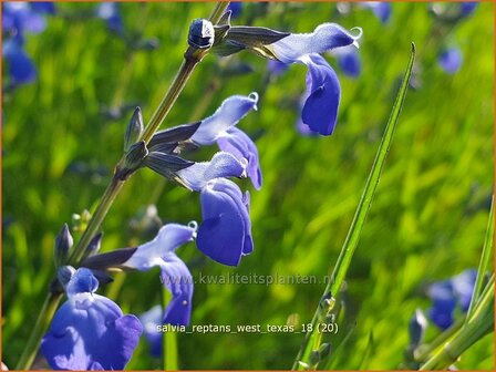 Salvia reptans &#039;West Texas&#039; | Salie, Salvia | Salbei