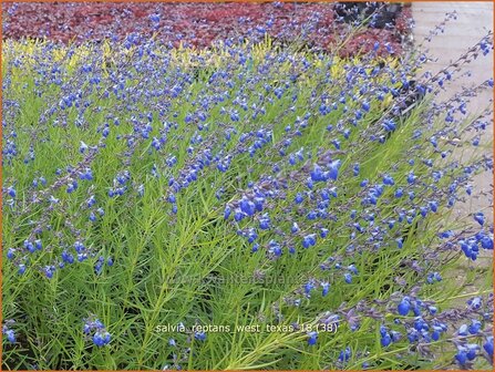 Salvia reptans &amp;#39;West Texas&amp;#39;