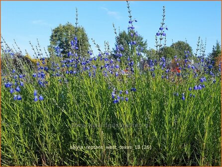 Salvia reptans &amp;#39;West Texas&amp;#39;