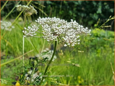 Seseli caespitosum | Bergvenkel | Bergfenchel