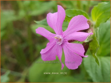 Silene dioica | Dagkoekoeksbloem, Koekoeksbloem, Lijmkruid | Rote Waldnelke