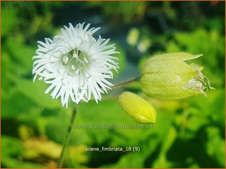 Silene fimbriata | Gewimperde blaassilene, Lijmkruid | Gefranstes Leimkraut