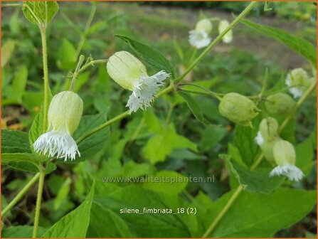 Silene fimbriata | Gewimperde blaassilene, Lijmkruid | Gefranstes Leimkraut