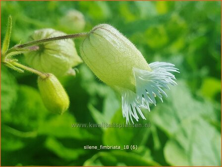 Silene fimbriata | Gewimperde blaassilene, Lijmkruid | Gefranstes Leimkraut