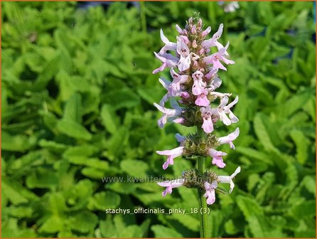 Stachys officinalis &#039;Pinky&#039; | Betonie, Koortskruid, Andoorn | Echter Ziest