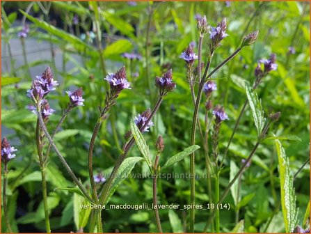 Verbena macdougalii &#039;Lavender Spires&#039; | IJzerhard | Eisenkraut