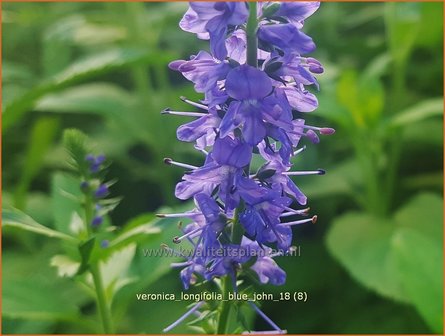 Veronica longifolia &#039;Blue John&#039; | Lange ereprijs, Ereprijs | Langbl&auml;ttriger Ehrenpreis