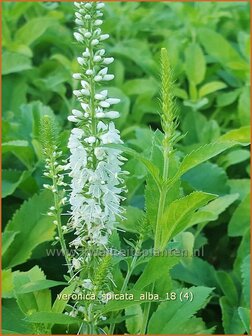 Veronica spicata &#039;Alba&#039; | Aarereprijs, Ereprijs | &Auml;hren-Ehrenpreis