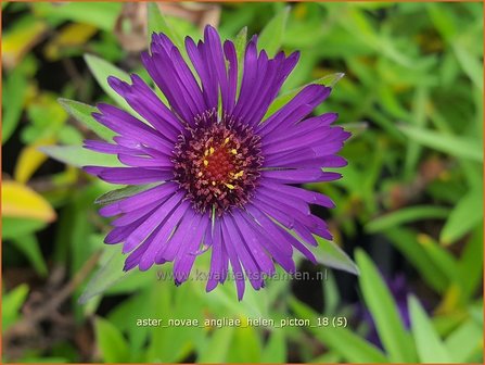 Aster novae-angliae &#039;Helen Picton&#039; | Nieuw-Engelse aster, Herfstaster, Aster | Raublatt-Aster