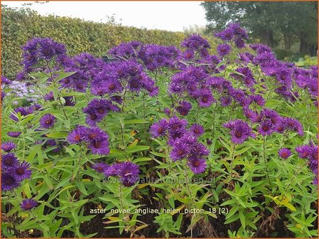 Aster novae-angliae &#039;Helen Picton&#039; | Nieuw-Engelse aster, Herfstaster, Aster | Raublatt-Aster