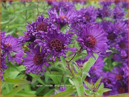 Aster novae-angliae &#039;Helen Picton&#039; | Nieuw-Engelse aster, Herfstaster, Aster | Raublatt-Aster