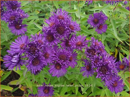 Aster novae-angliae &#039;Helen Picton&#039; | Nieuw-Engelse aster, Herfstaster, Aster | Raublatt-Aster