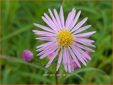 Aster &#039;Pink Star&#039; | Aster | Aster