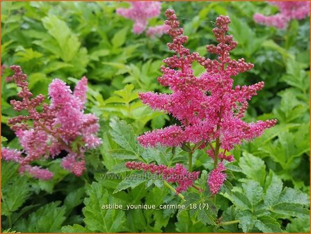 Astilbe &#039;Younique Carmine&#039; | Pluimspirea, Spirea | Prachtspiere