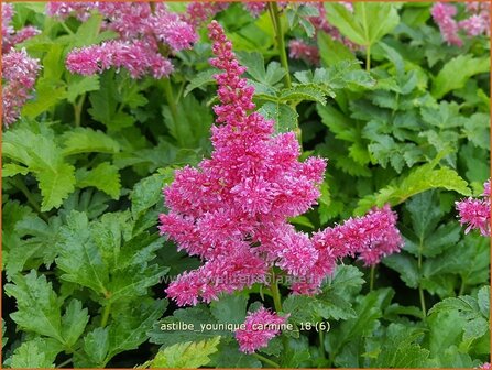 Astilbe &#039;Younique Carmine&#039; | Pluimspirea, Spirea | Prachtspiere