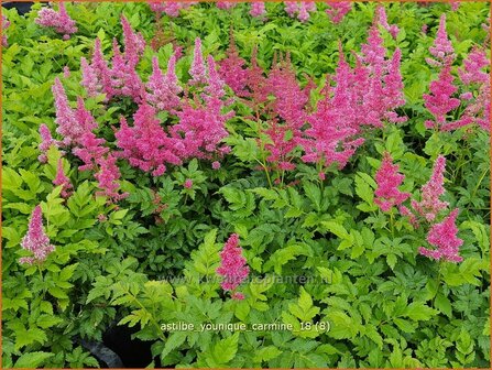 Astilbe &#039;Younique Carmine&#039; | Pluimspirea, Spirea | Prachtspiere