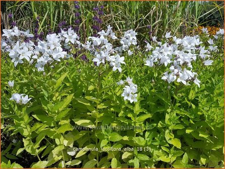 Campanula lactiflora &#039;Alba&#039; | Klokjesbloem | Dolden-Glockenblume